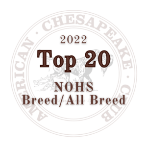 Top 20 Logo
